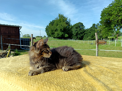 Des Splendid'Coons - Chaton disponible  - Maine Coon