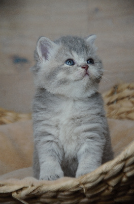 Best Cat Ever - Chaton disponible  - British Shorthair et Longhair