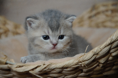 Best Cat Ever - Chaton disponible  - British Shorthair et Longhair