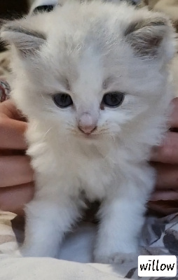 Du Pont Du Secret - Chaton disponible  - Ragdoll