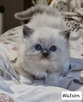 Du Pont Du Secret - Chaton disponible  - Ragdoll