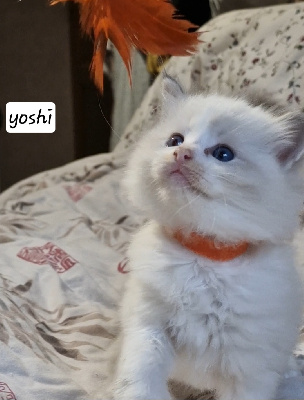 Du Pont Du Secret - Chaton disponible  - Ragdoll