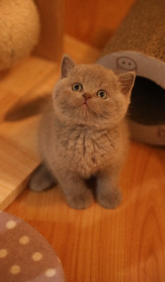 Sendosan - Chaton disponible  - British Shorthair et Longhair