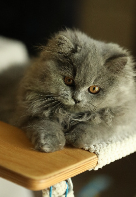 Sendosan - Chaton disponible  - British Shorthair et Longhair