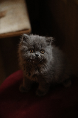 Sendosan - Chaton disponible  - British Shorthair et Longhair