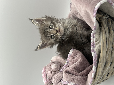 du Royaume de Zoé - Chaton disponible  - Maine Coon