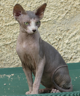 Spirit Of The Sun - Chaton disponible  - Sphynx