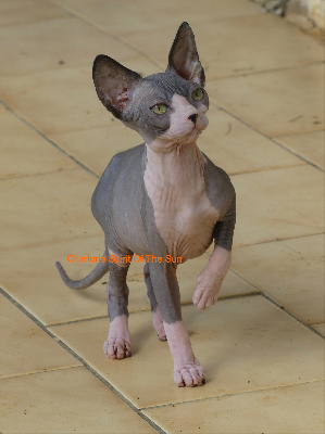 Spirit Of The Sun - Chaton disponible  - Sphynx