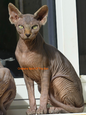 Spirit Of The Sun - Chaton disponible  - Sphynx