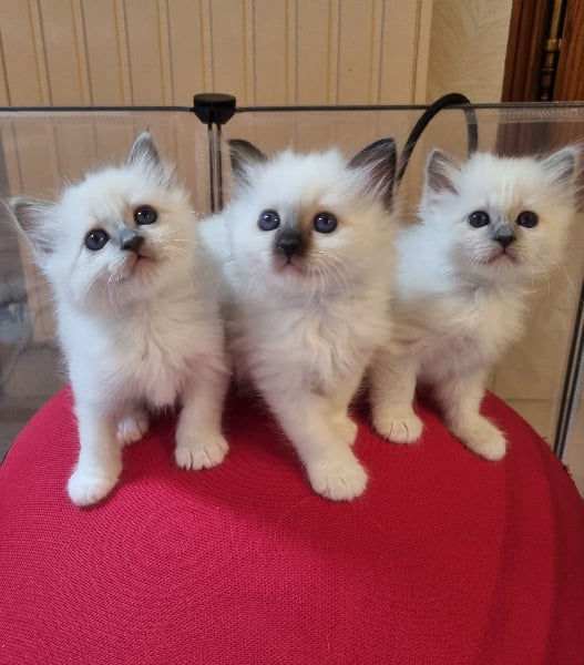 chaton Sacré de Birmanie Des Oiseaux De Mer