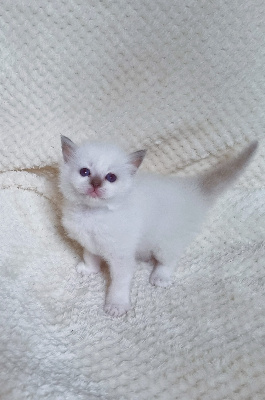 Des Oiseaux De Mer - Chaton disponible  - Sacré de Birmanie