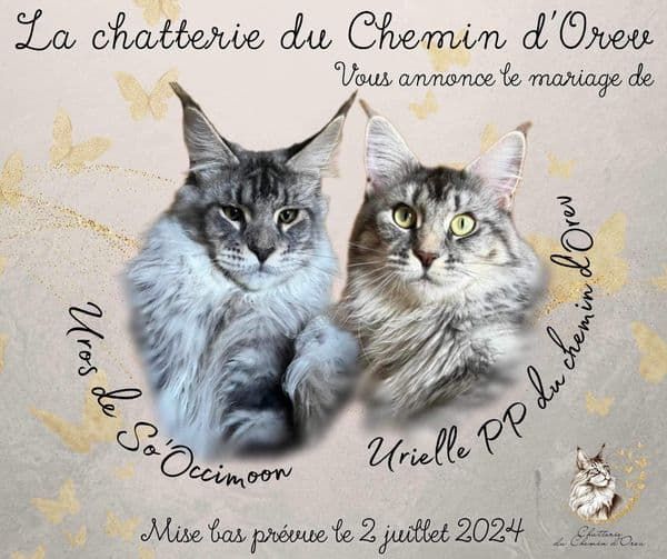 Du Chemin D'Orev' - 1 er mariage 2024