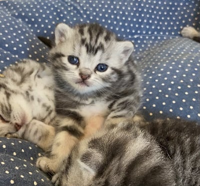 CHATON - British Shorthair et Longhair