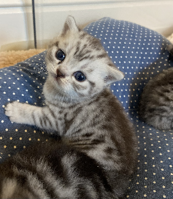 CHATON - British Shorthair et Longhair