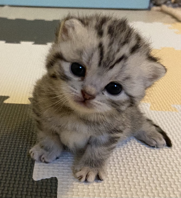 Mergane - Chaton disponible  - British Shorthair et Longhair