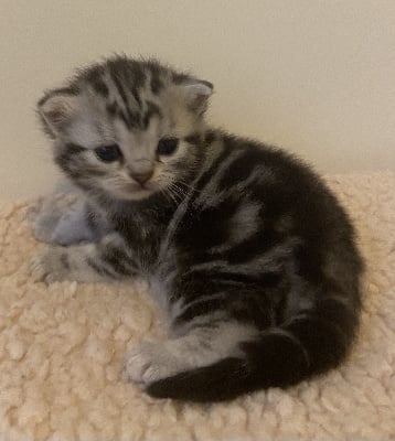 CHATON - British Shorthair et Longhair