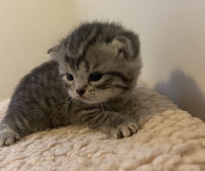 CHATON - British Shorthair et Longhair