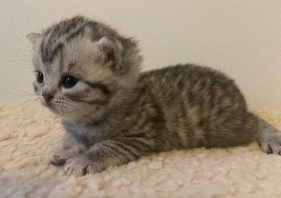 CHATON - British Shorthair et Longhair