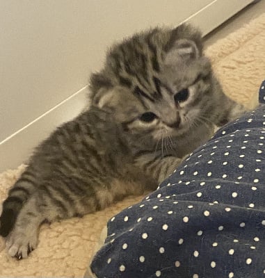 CHATON - British Shorthair et Longhair