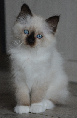 Of Sweety Angel - Chaton disponible  - Sacré de Birmanie