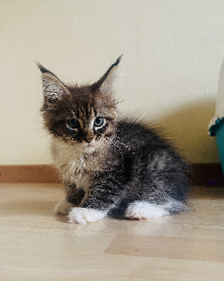 Du Caplanne - Chaton disponible  - Maine Coon