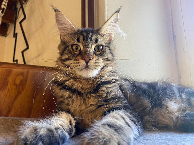 Des Aires De Marnes - Chaton disponible  - Maine Coon