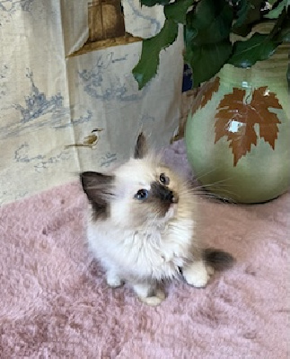 De Mynalore - Chaton disponible  - Ragdoll