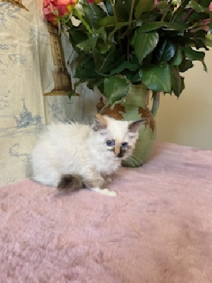 De Mynalore - Chaton disponible  - Ragdoll