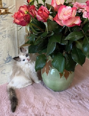 De Mynalore - Chaton disponible  - Ragdoll