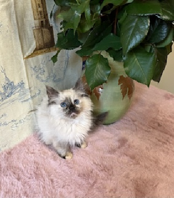 De Mynalore - Chaton disponible  - Ragdoll