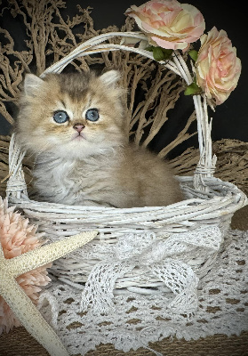 Des British Cocoon - Chaton disponible  - British Shorthair et Longhair