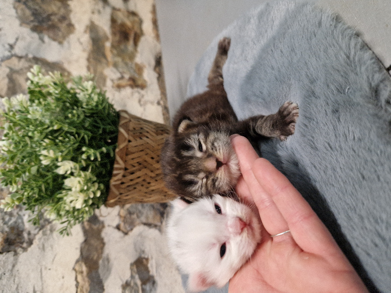 chaton Maine Coon Des Trois Rêves