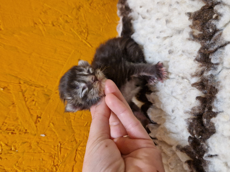 chaton Maine Coon Des Trois Rêves