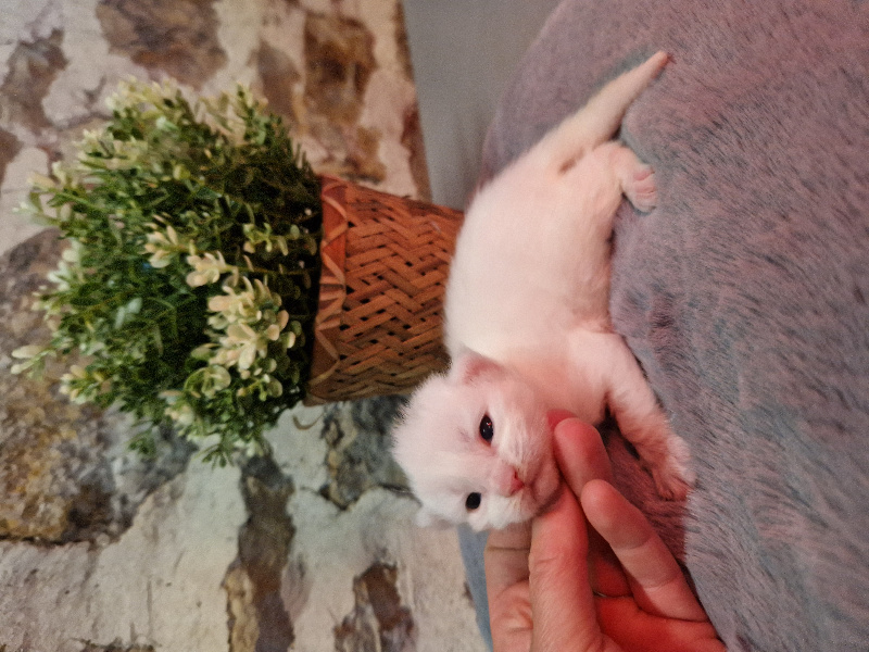 CHATON blanc - 