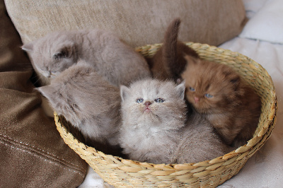 ZIBELLE - British Shorthair et Longhair