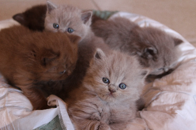 VOLGA - British Shorthair et Longhair