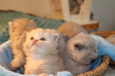 De La Rigolette - Chaton disponible  - British Shorthair et Longhair