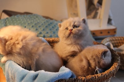 De La Rigolette - Chaton disponible  - British Shorthair et Longhair