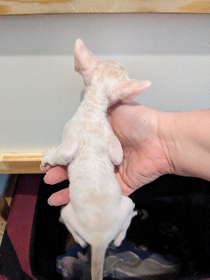 Des Ptits Electrons - Chaton disponible  - Cornish Rex