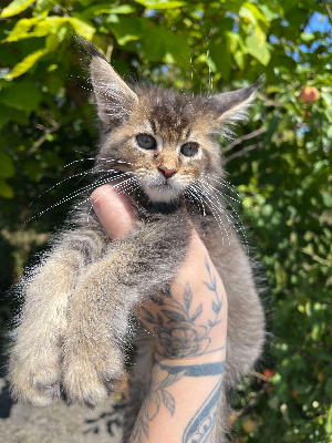 De La Tour Enchantée - Chaton disponible  - Maine Coon