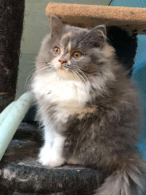 Du Trefle Rose - Chaton disponible  - British Shorthair et Longhair