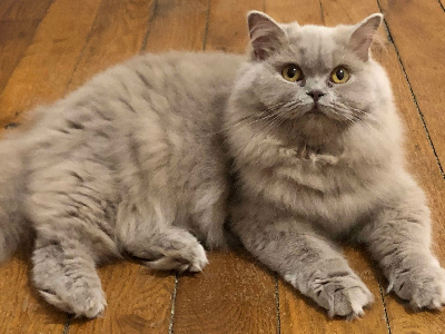 Du Trefle Rose - Chaton disponible  - British Shorthair et Longhair