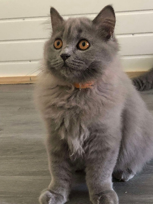 Du Trefle Rose - Chaton disponible  - British Shorthair et Longhair