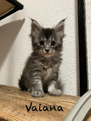 Du Monde Félin - Chaton disponible  - Maine Coon