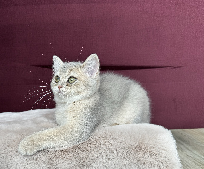 De La Geek's Kitten - Chaton disponible  - British Shorthair et Longhair