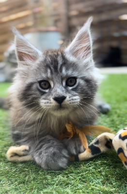 Dharma Coon's - Chaton disponible  - Maine Coon