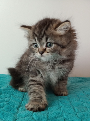 CHATON - British Shorthair et Longhair