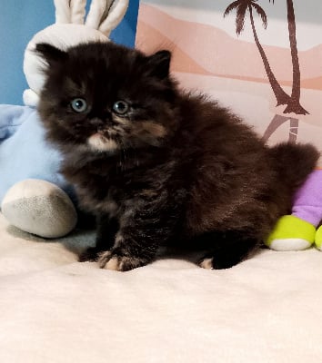 CHATON - British Shorthair et Longhair