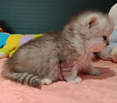 CHATON - British Shorthair et Longhair