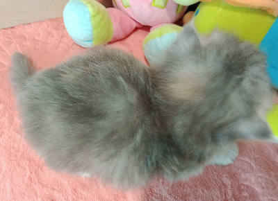 CHATON - British Shorthair et Longhair